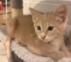 A young small-sized male Domestic Short Hair cat named Aang for adoption in Quakertown, PA