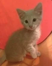 Aang thumbnail 2