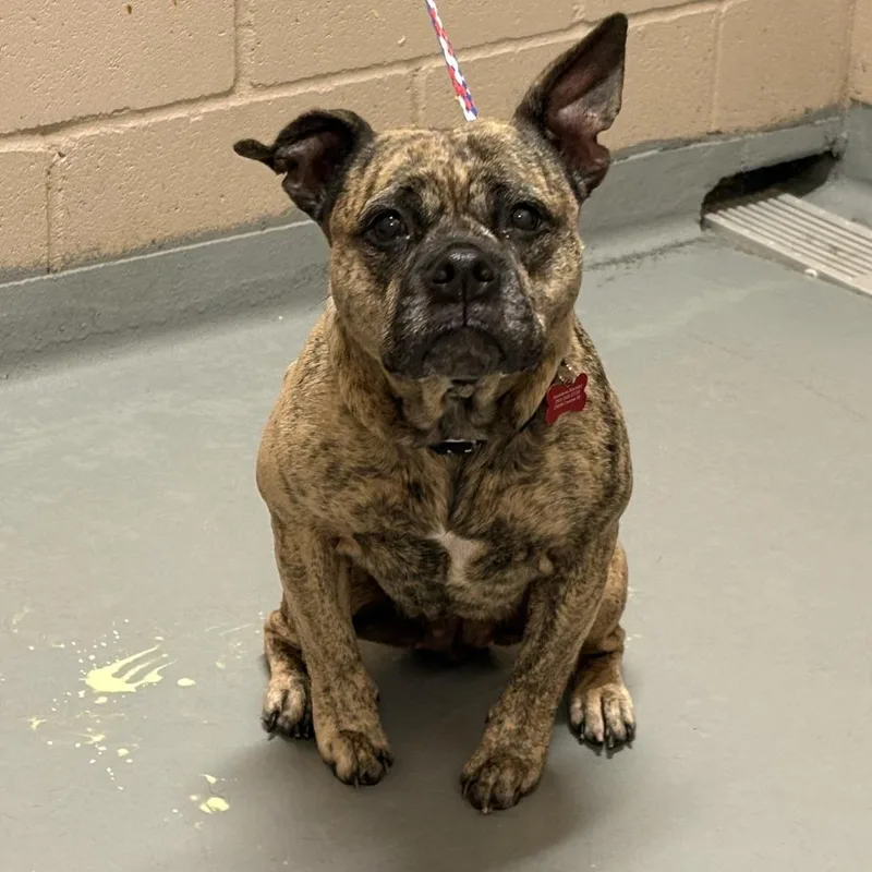 A senior medium-sized female Pit Bull Terrier dog named Leena for adoption in Tacoma, WA