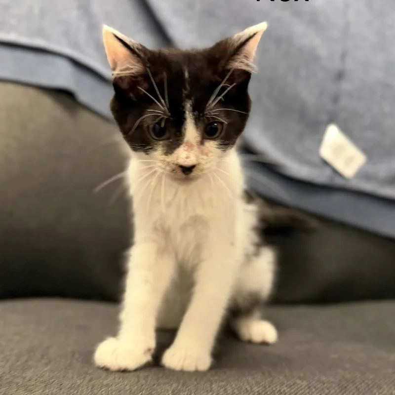 A baby small-sized male Black Domestic Short Hair cat named Nox for adoption in Buffalo, MN