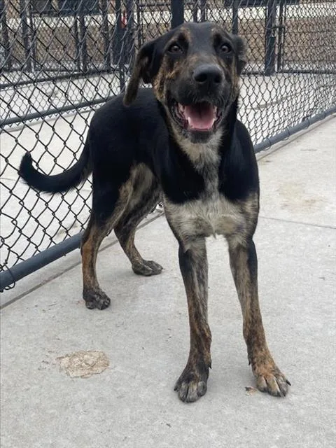 A young large-sized female Black and Tan Coonhound dog named Lemon for adoption in Tulsa, OK