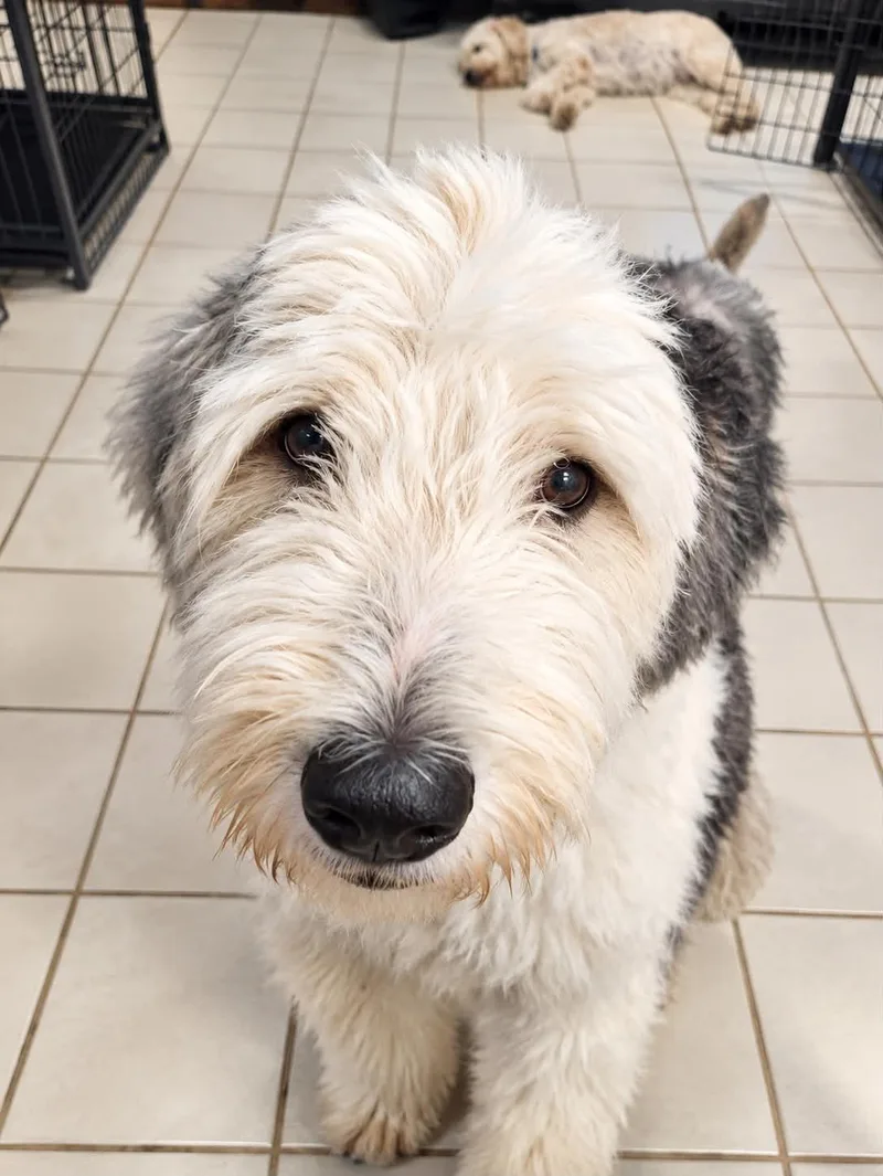 An adult large-sized male Old English Sheepdog dog named Rex for adoption in Mcallen, TX