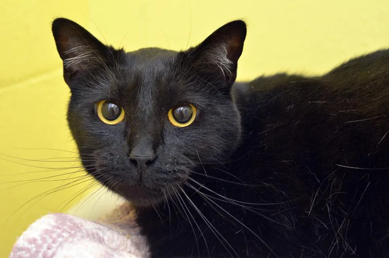 A young medium-sized female Black Domestic Short Hair cat named Stella for adoption in Sanford, FL