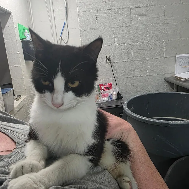 An adult medium-sized female Black Domestic Short Hair cat named Little Momma for adoption in Clanton, AL
