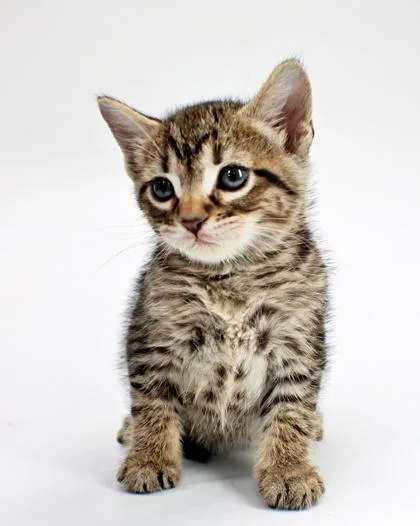 A baby small-sized male Domestic Short Hair cat named Harrison for adoption in Morton Grove, IL