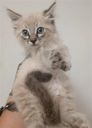 Peanut