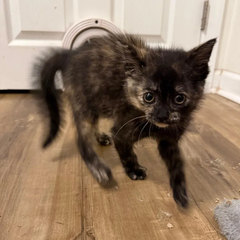 A baby small-sized female Tortoiseshell Domestic Short Hair cat named Egg for adoption in Harrisonburg, VA