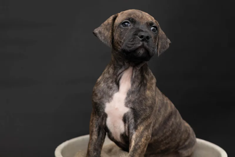 A baby medium-sized male Plott Hound dog named Harvey for adoption in Las Vegas, NV