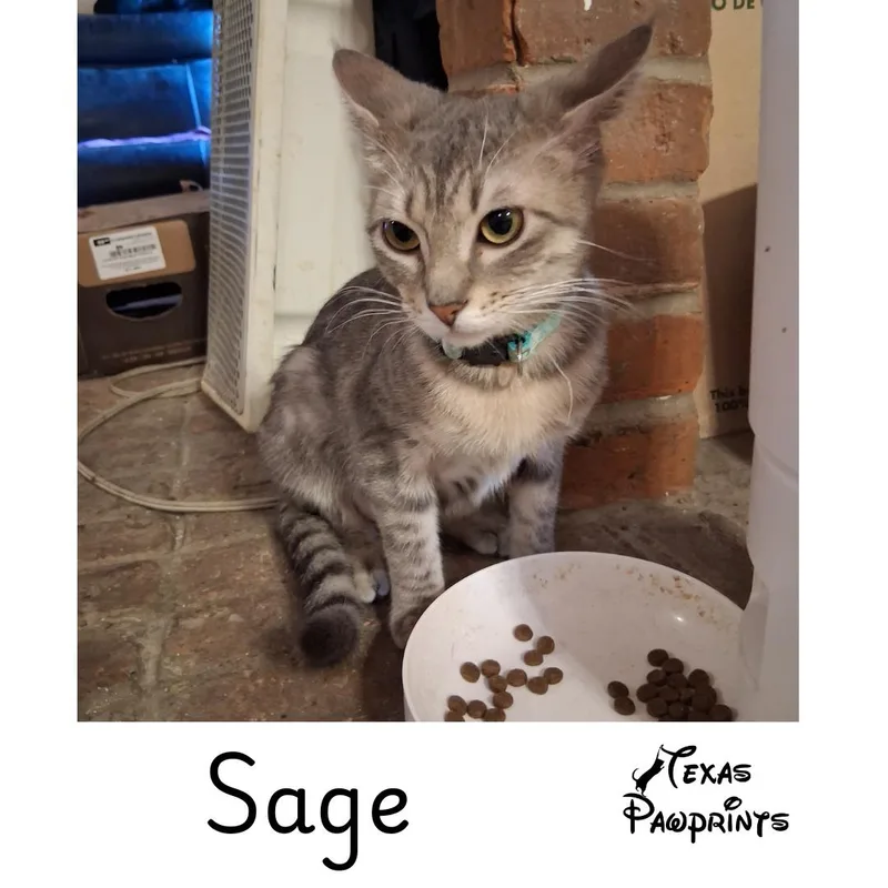 A young medium-sized female Tabby (Gray / Blue / Silver) Tabby cat named Sage for adoption in Dallas, TX