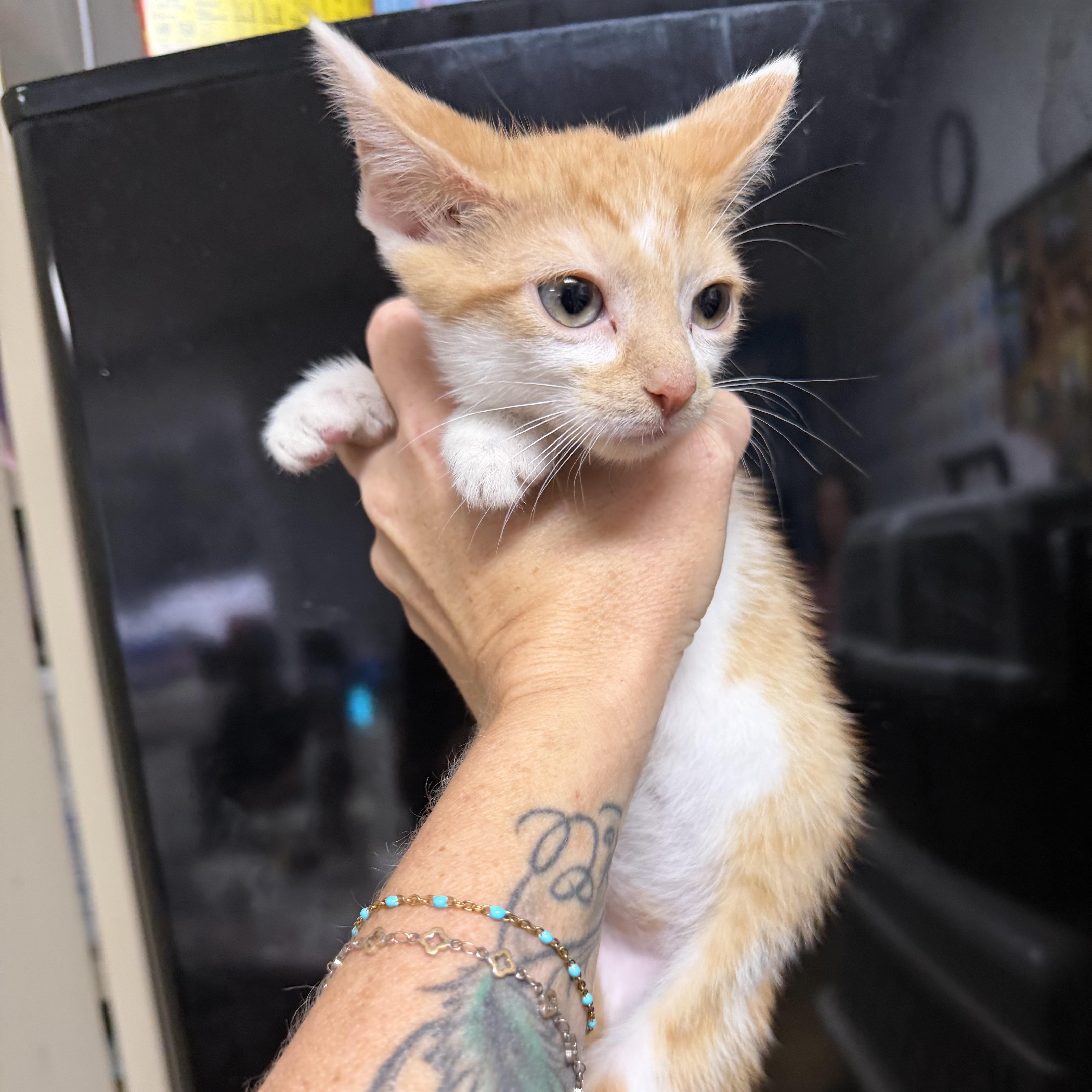 A baby medium-sized male Domestic Short Hair cat named Orange for adoption in Columbia, SC