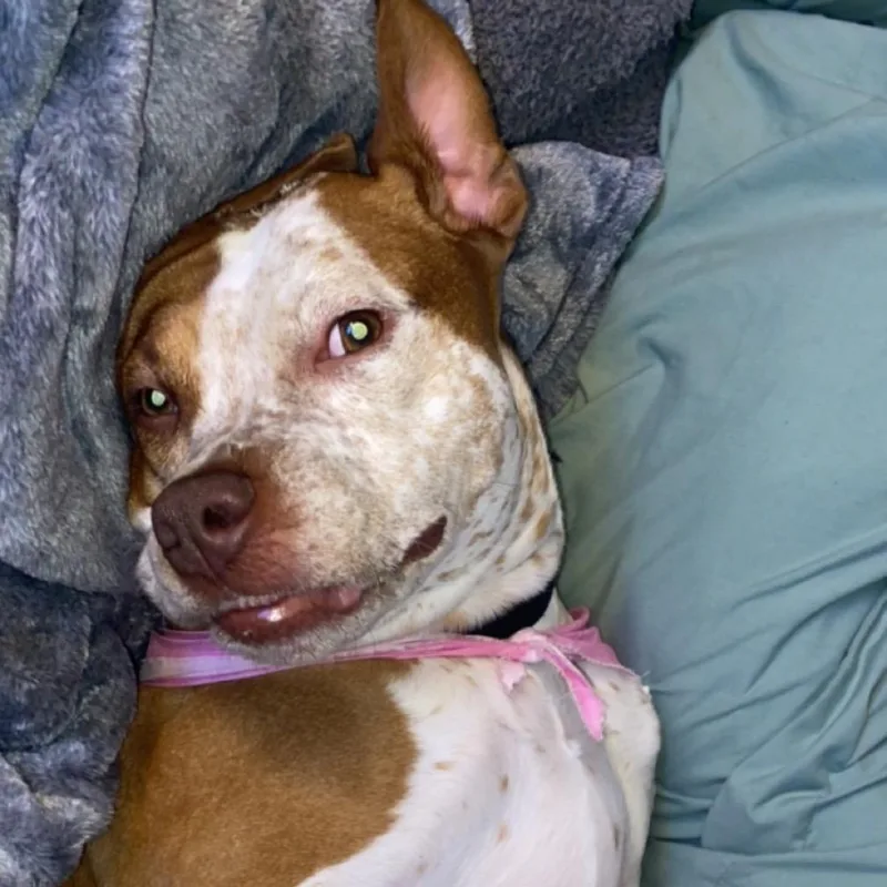 An adult small-sized male Red / Chestnut / Orange Boxer dog named Bentley  Home To for adoption in South Elgin, IL