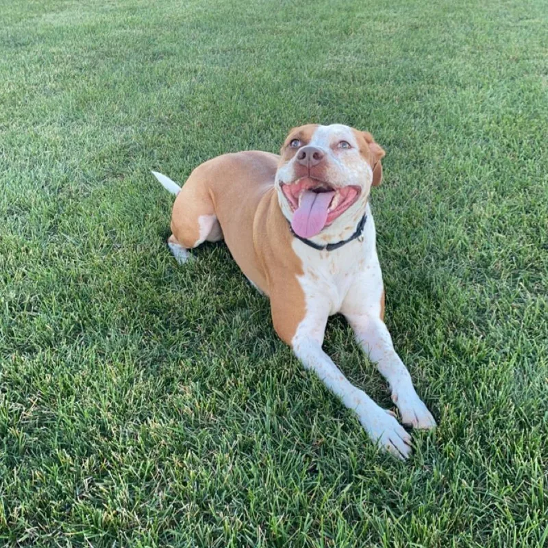 Bentley  Home To thumbnail 4