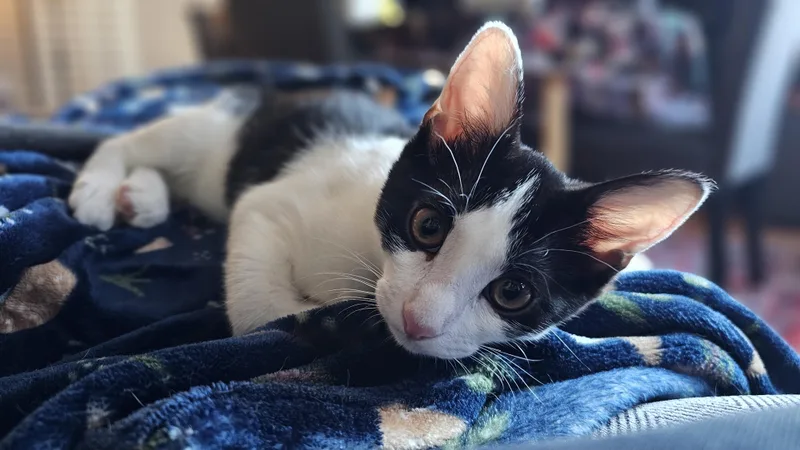 Todd