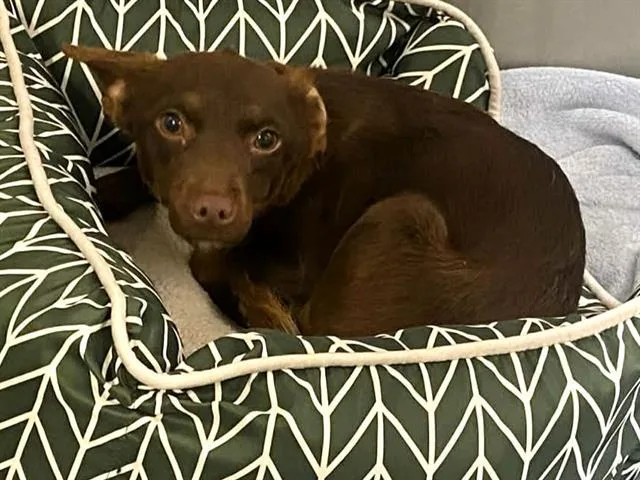 A young small-sized female Chihuahua dog named Spice for adoption in Tustin, CA