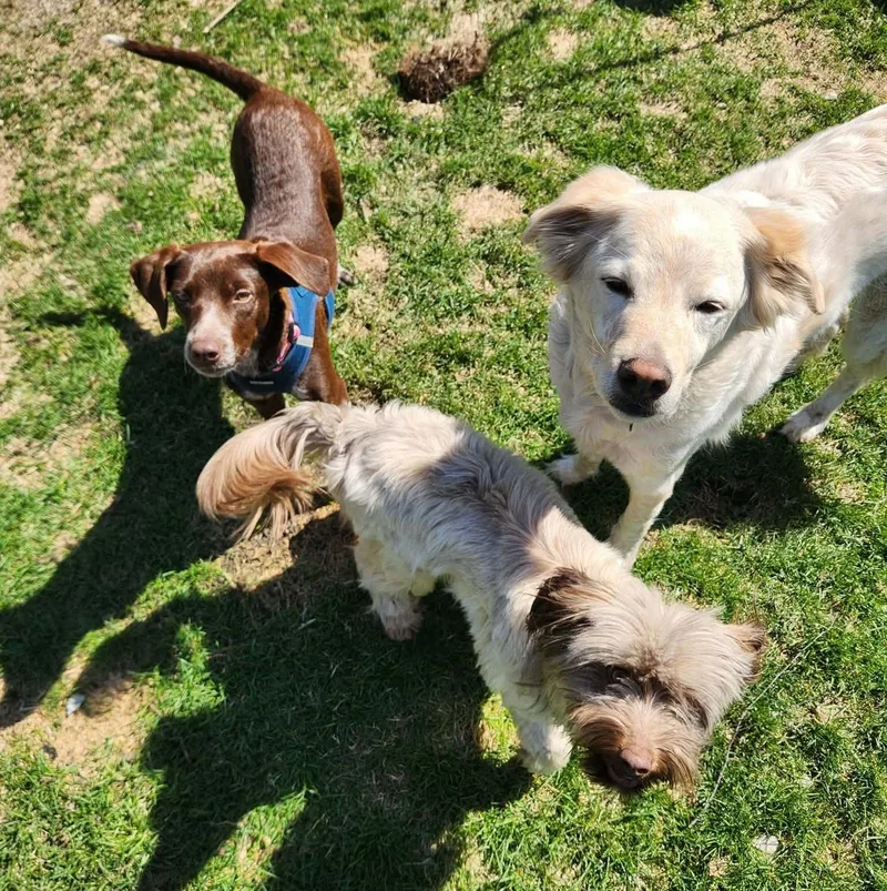 Wilhelmina thumbnail 2