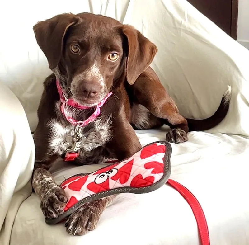 A baby medium-sized female Pointer dog named Wilhelmina for adoption in Palatine, IL