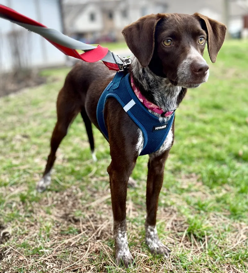 Wilhelmina thumbnail 4