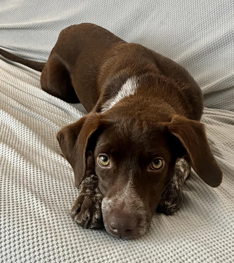 Wilhelmina thumbnail 5