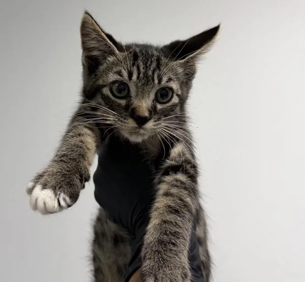A baby small-sized male Domestic Short Hair cat named Feb for adoption in San Diego, CA
