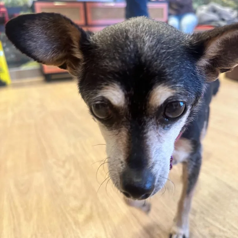 A senior small-sized female Black Chihuahua dog named Blondie for adoption in San Francisco, CA
