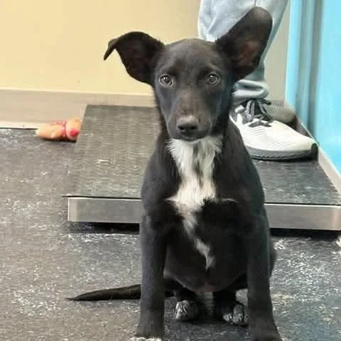 A young small-sized female Black Mixed Breed dog named Foxy for adoption in Alexandria, VA