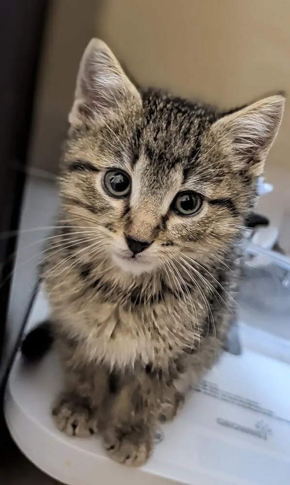 A baby medium-sized male Domestic Short Hair cat named Spider Man for adoption in Westfield, WI