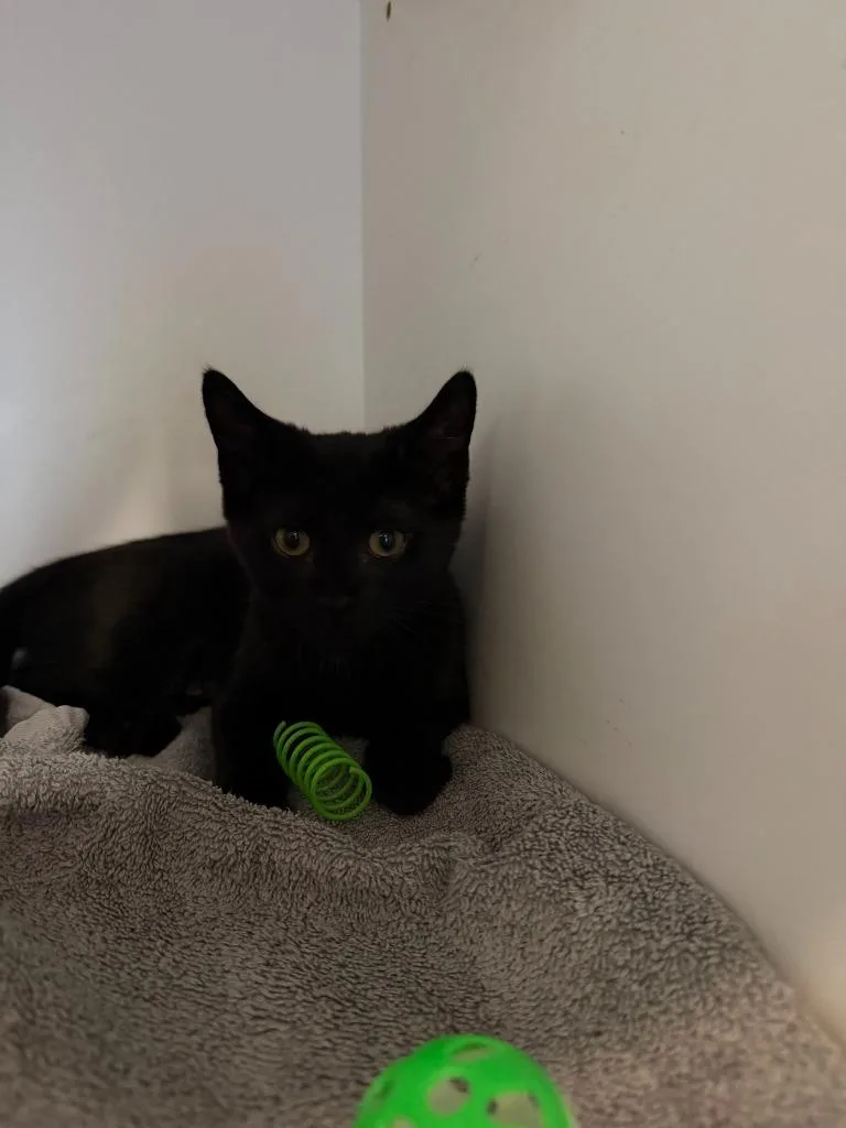 A baby small-sized female Domestic Short Hair cat named Maple for adoption in Hyde Park, NY