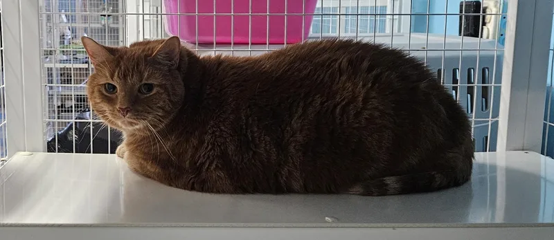 An adult large-sized male Domestic Short Hair cat named Delacort for adoption in Claremont, NH