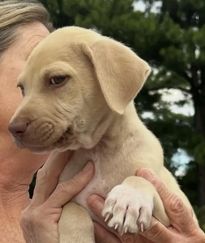 A baby medium-sized female Hound dog named Baby Ruby for adoption in Washington, DC