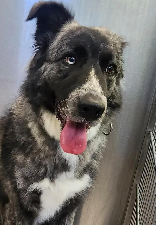 A young medium-sized female Border Collie dog named Luci for adoption in El Cajon, CA