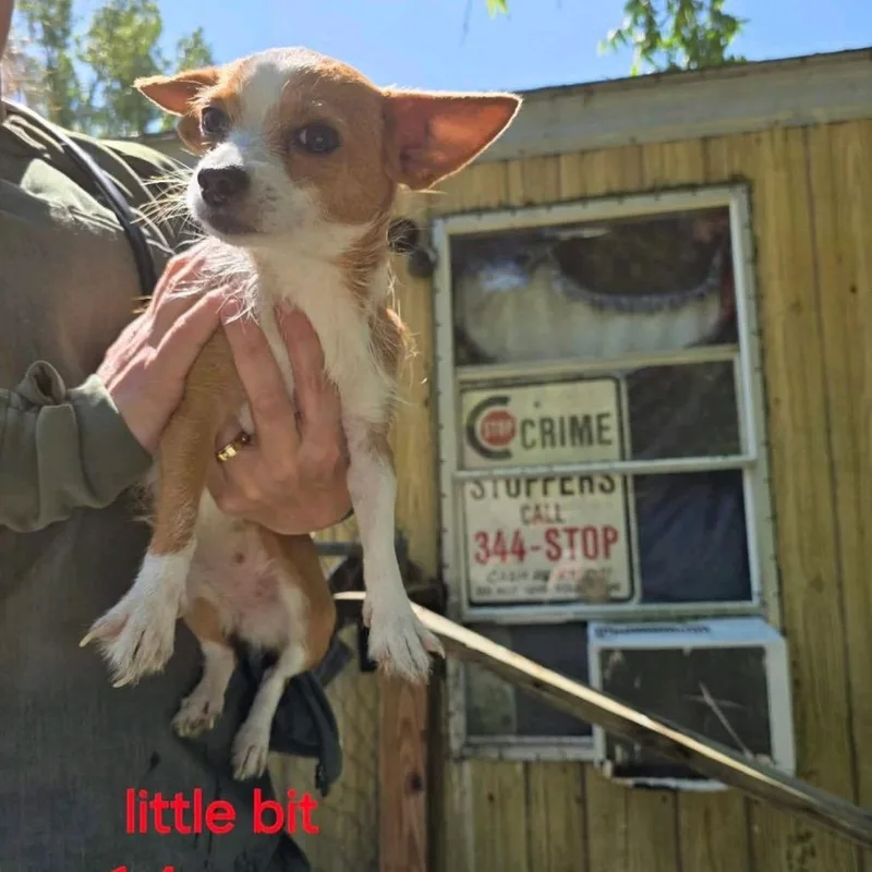 An adult small-sized female Red / Chestnut / Orange Chihuahua dog named Little Bit for adoption in Baton Rouge, LA