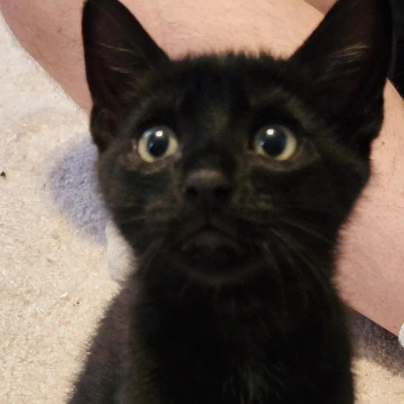 A baby small-sized male Domestic Short Hair cat named Chip for adoption in Cumming, GA