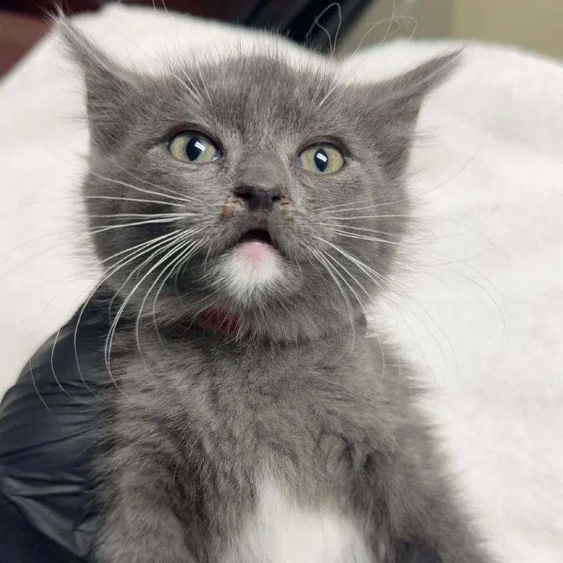 A baby small-sized female Gray / Blue / Silver Domestic Short Hair cat named Scarlet for adoption in Lakewood, CO