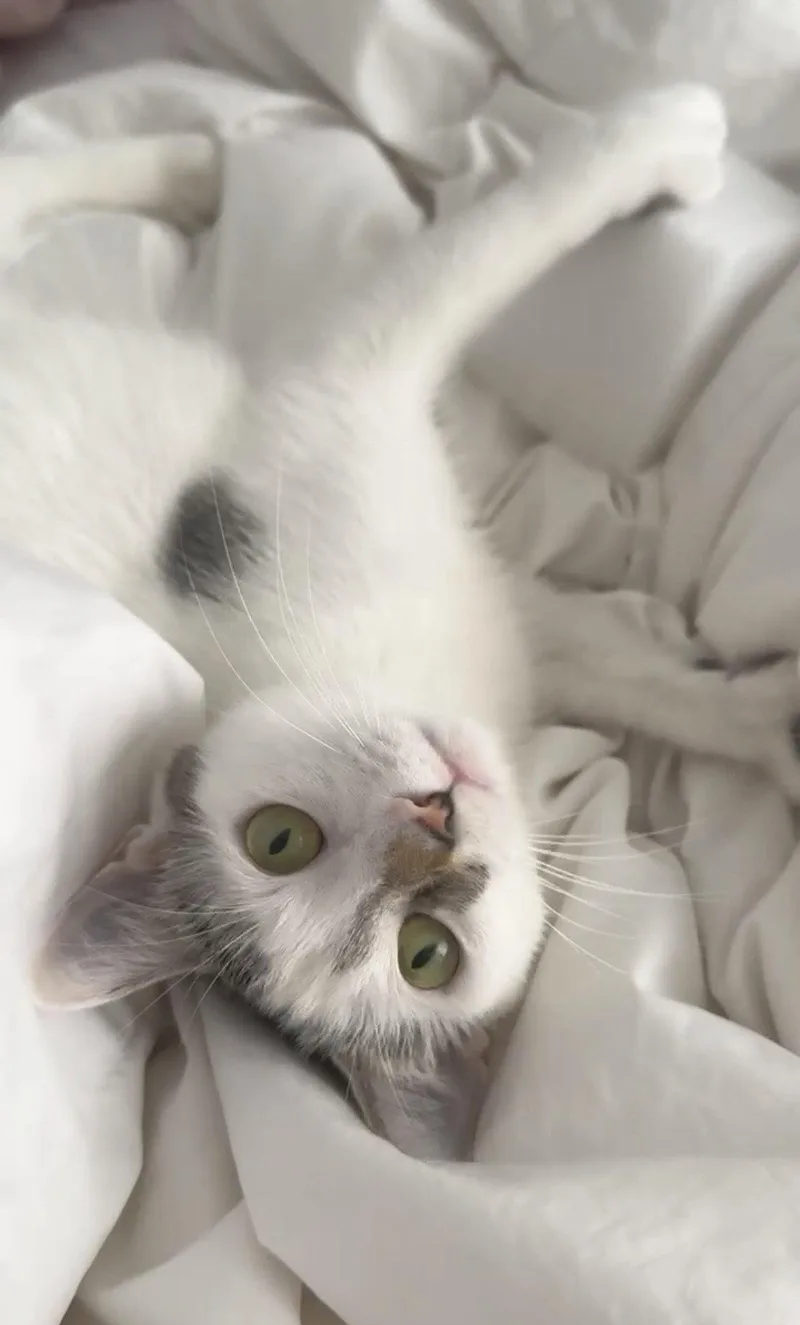 A young medium-sized female Domestic Short Hair cat named Mta for adoption in Brooklyn, NY