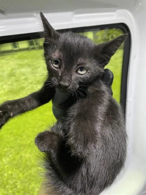A baby small-sized male Domestic Short Hair cat named Binx for adoption in Fort Myers, FL