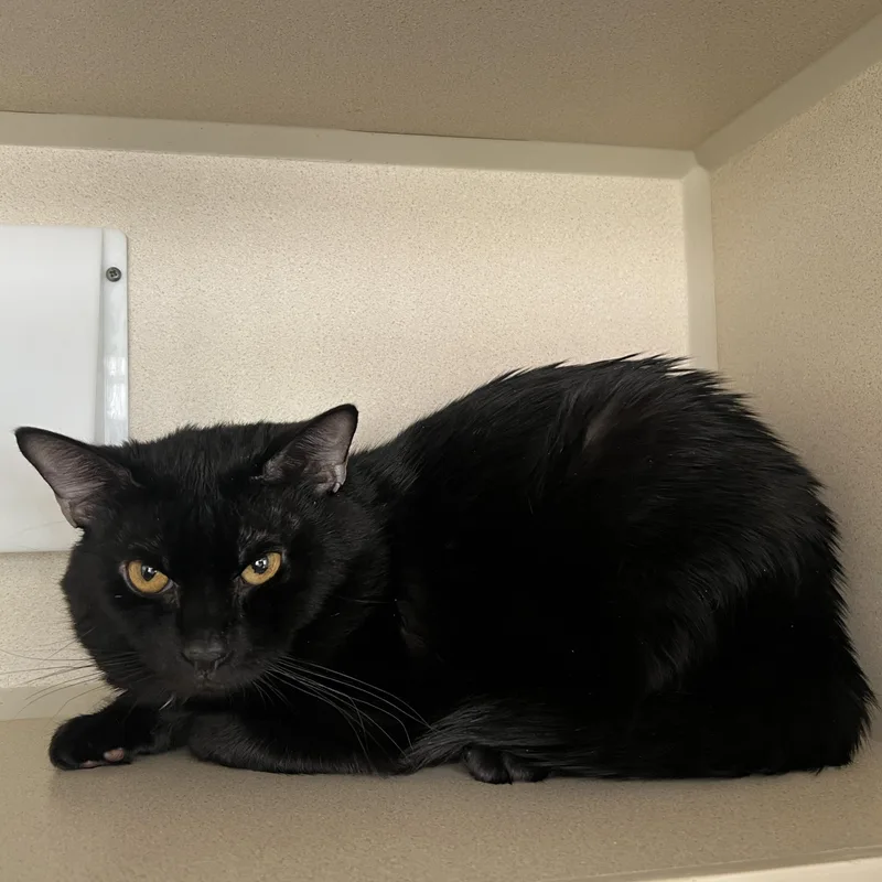 Winston Charles thumbnail 2