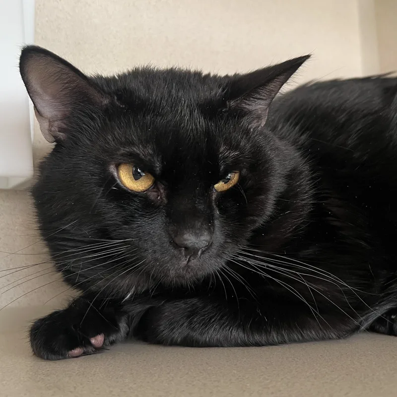 Winston Charles thumbnail 4