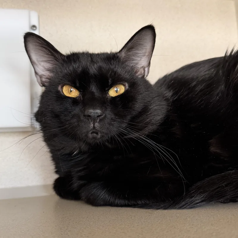 A senior medium-sized male Black Domestic Short Hair cat named Winston Charles for adoption in Eatontown, NJ