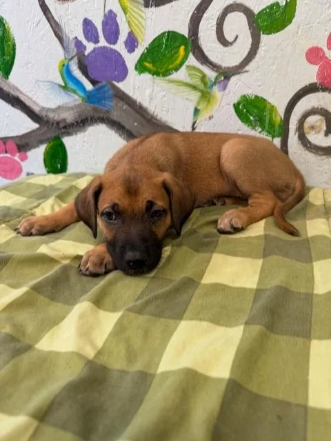 A baby medium-sized female Mixed Breed dog named Rhea for adoption in Brookhaven, MS