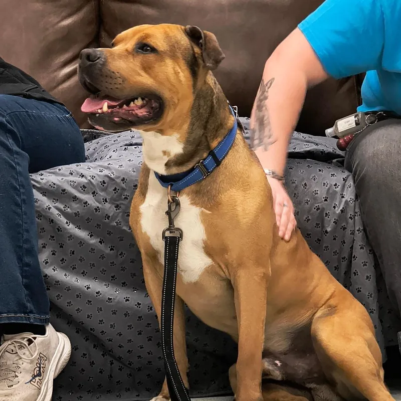 An adult small-sized male Brown / Chocolate Pit Bull Terrier dog named Aza % Off! for adoption in Springfield, MA