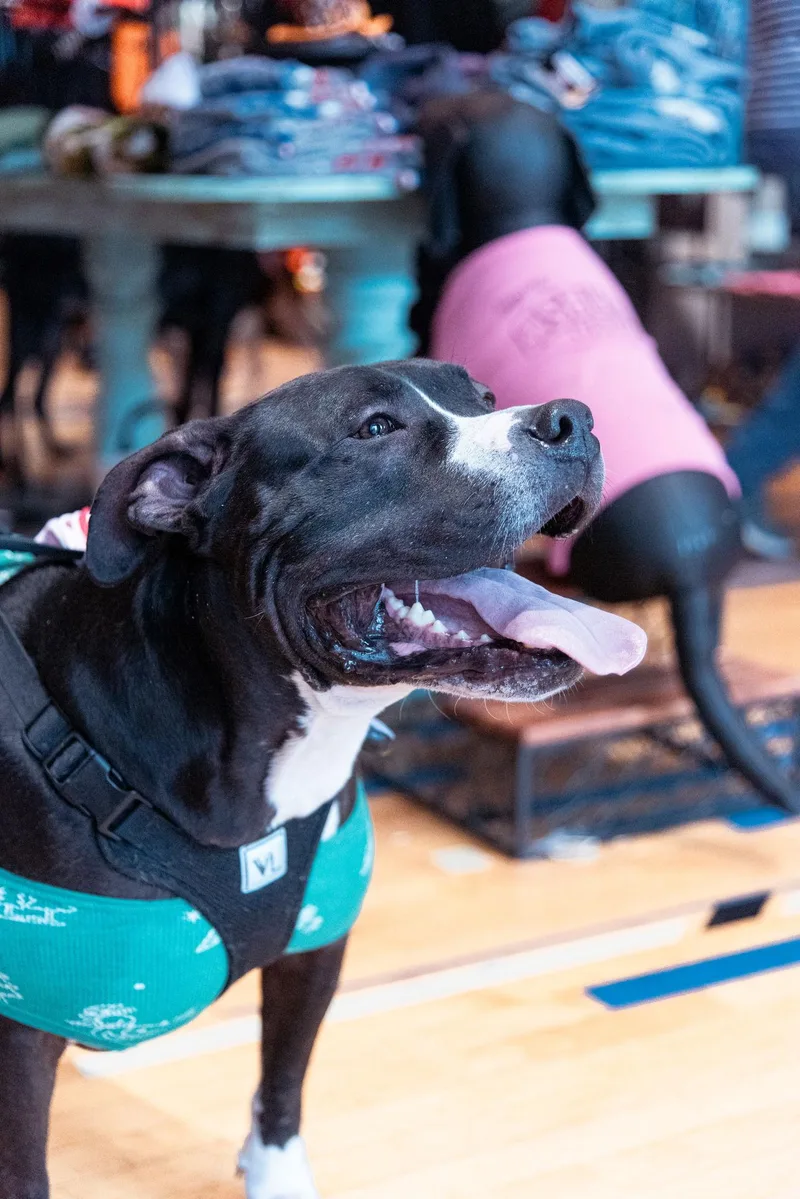 Ollie  Big Goofball thumbnail 2