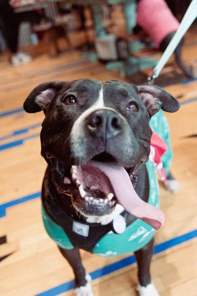 Ollie  Big Goofball thumbnail 3