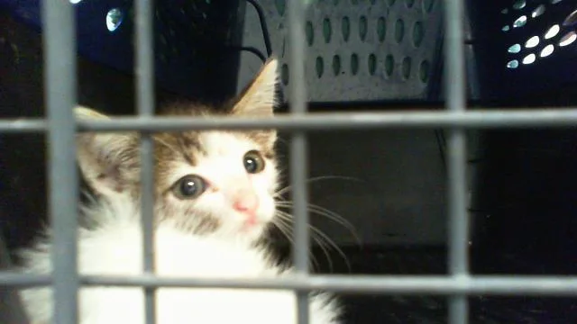 A baby small-sized female Domestic Short Hair cat named Minniu for adoption in Charlotte, NC