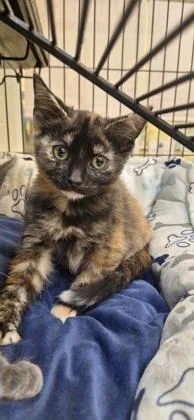 A baby small-sized female Domestic Short Hair cat named Galaxy Destroyer for adoption in Vero Beach, FL
