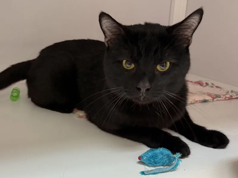 A young medium-sized male Domestic Short Hair cat named Star for adoption in Alexandria, VA