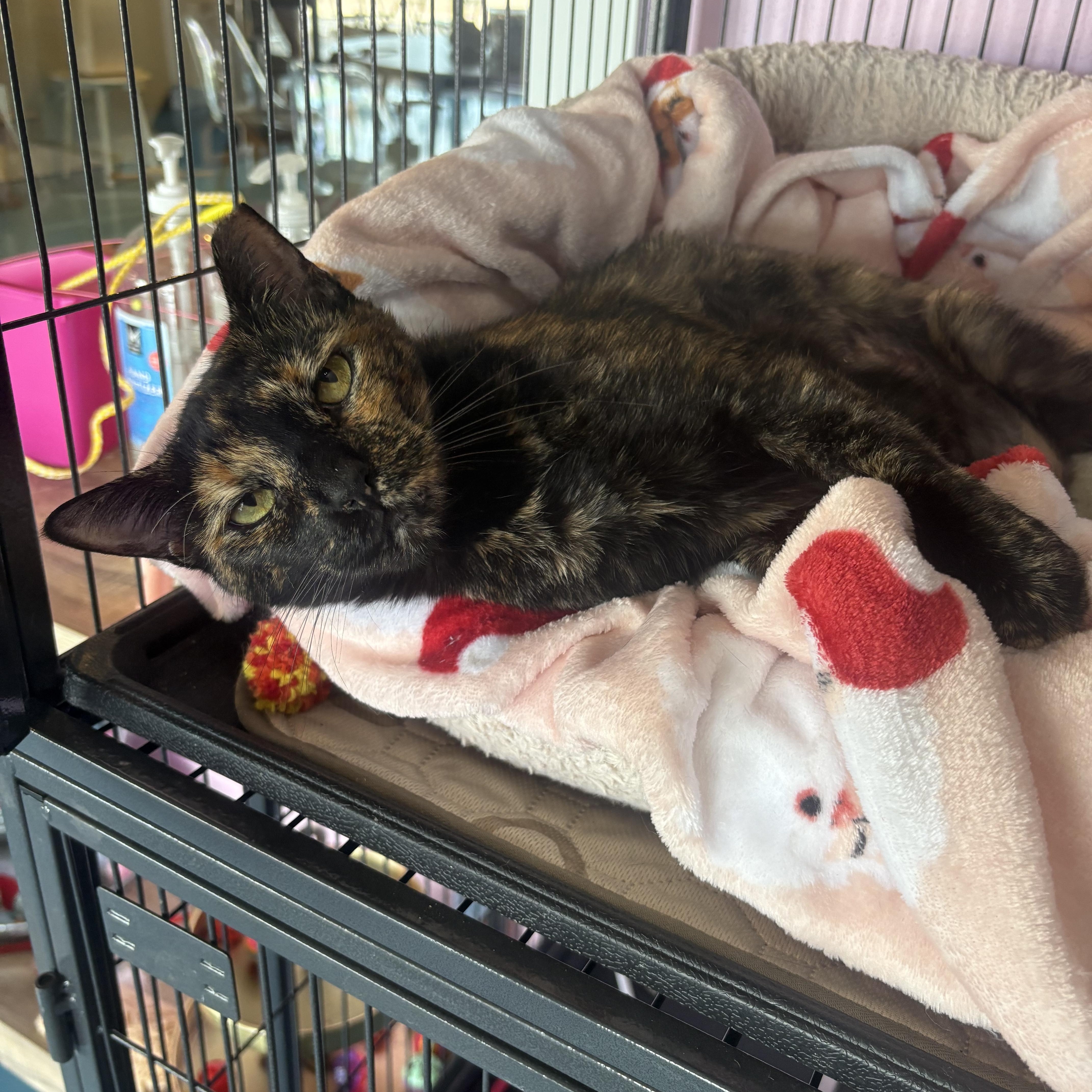An adult large-sized female Tortoiseshell cat named Cinna for adoption in Liverpool, TX