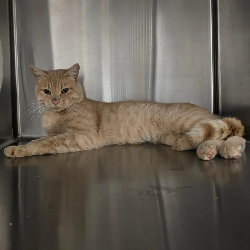 A young medium-sized male Buff / Tan / Fawn Domestic Short Hair cat named Bumble for adoption in Spokane, WA