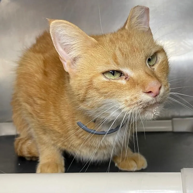 A senior medium-sized female Domestic Short Hair cat named Firecracker for adoption in Roanoke, VA