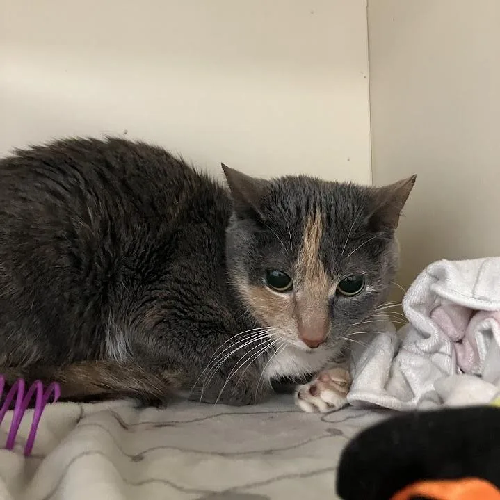 An adult medium-sized female Gray / Blue / Silver Domestic Short Hair cat named Biscuit for adoption in DeKalb, IL