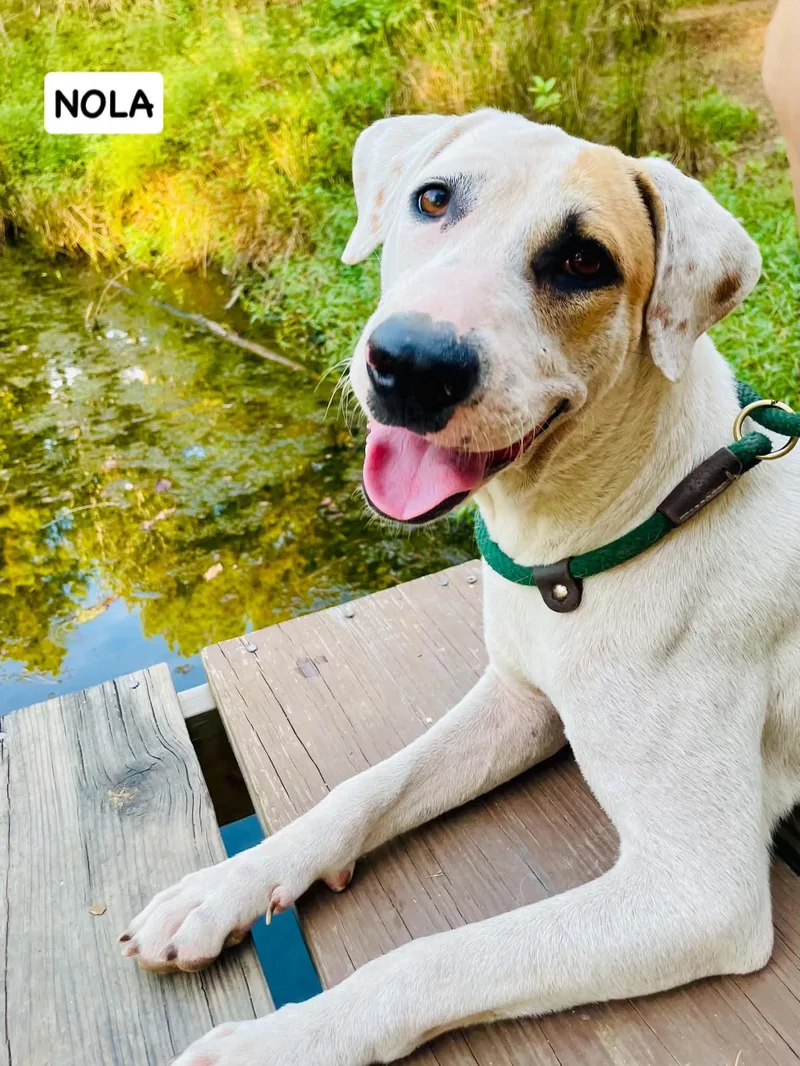 A young medium-sized female Labrador Retriever dog named Nola for adoption in Bethpage, NY